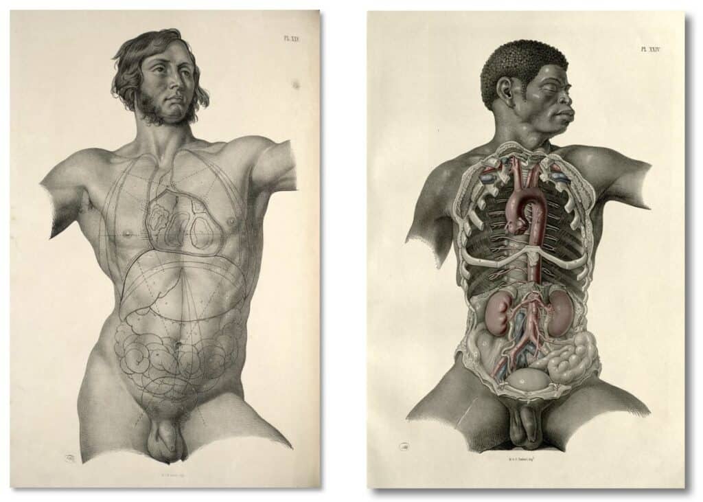 Two anatomical illustrations depicting various features of male torsos shown from the front. Both images include the male's head with detailed face, and penis.